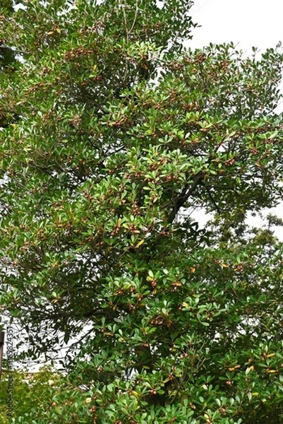 Fototapeta Japanese ternstroemia fruits (Capsule). Pentaphylacaceae evergreen tree. Fruits ripen in autumn and split open to reveal orange-red seeds. The king of garden trees.