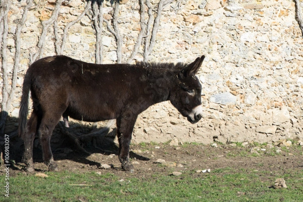Obraz One brown donkey