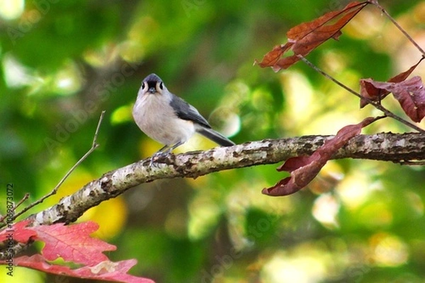 Obraz a bird on a branch