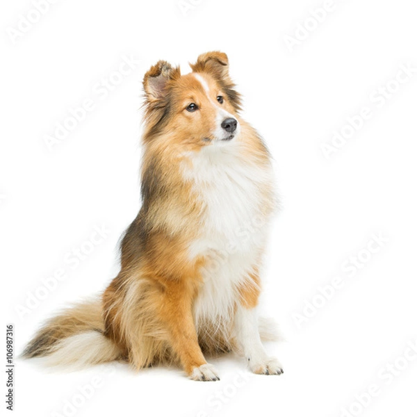 Obraz Brown sheltie dog