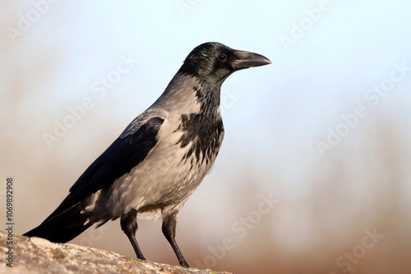 Fototapeta Hooded crow