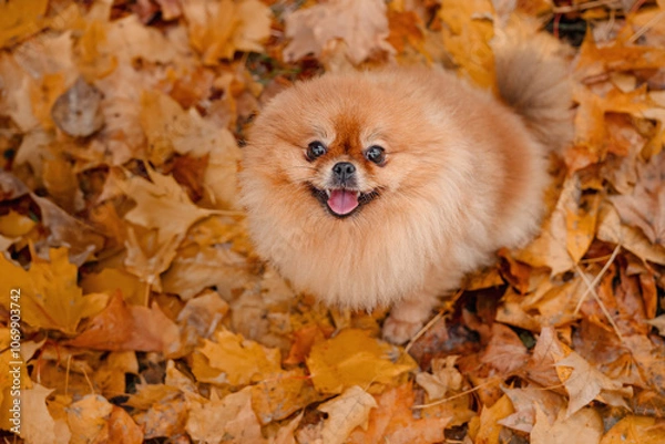 Obraz A pomeranian on autumn foliage. A dog with emotions. Walking with a dog and his reactions. A cheerful, funny and cute pet.