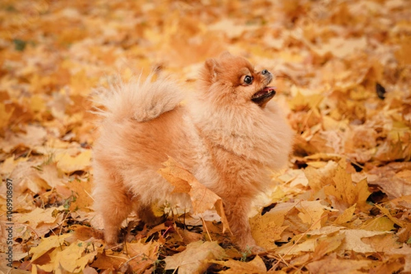 Obraz A pomeranian on autumn foliage. A dog with emotions. Walking with a dog and his reactions. A cheerful, funny and cute pet.