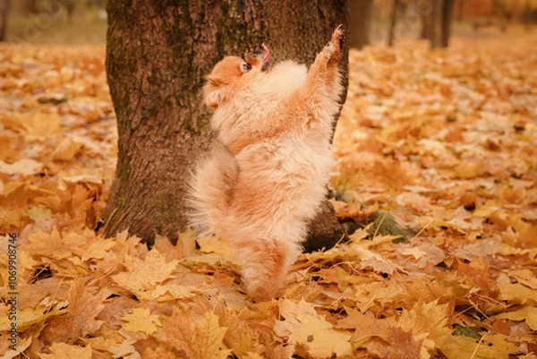 Obraz A pomeranian on autumn foliage. A dog with emotions. Walking with a dog and his reactions. A cheerful, funny and cute pet.