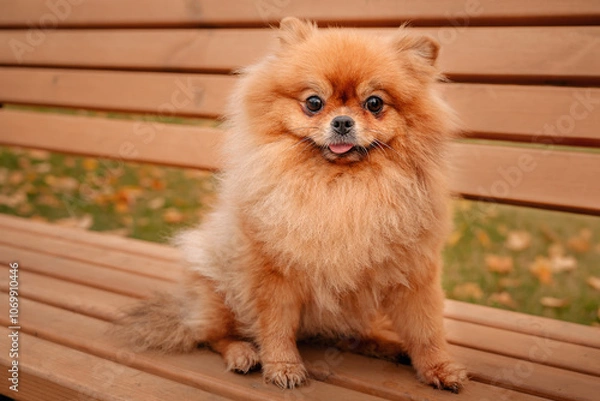 Obraz The Pomeranian is sitting on a bench in the park. A cheerful, funny and emotional pet.