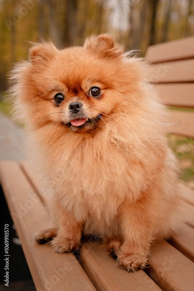 Obraz The Pomeranian is sitting on a bench in the park. A cheerful, funny and emotional pet.