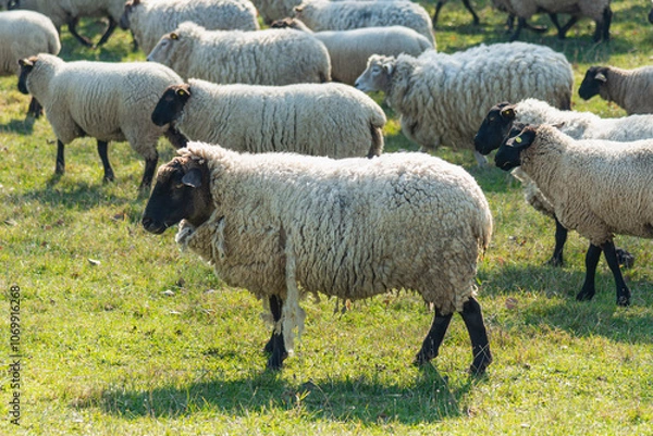 Fototapeta Herd of sheep grazing on pasture