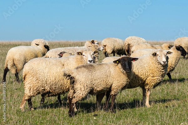 Fototapeta Herd of sheep grazing on pasture