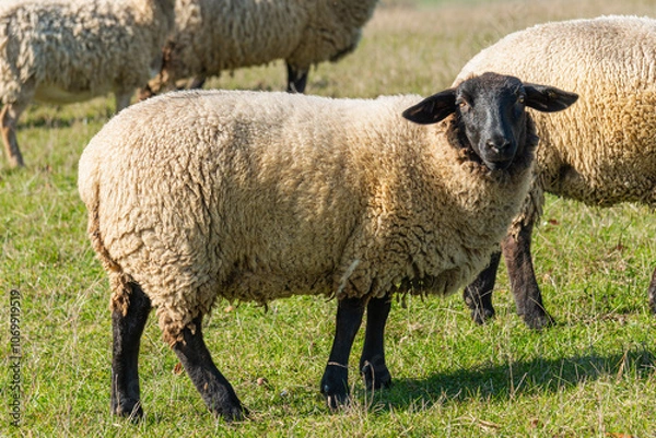 Fototapeta Herd of sheep grazing on pasture