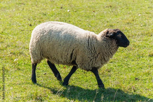Fototapeta Single sheep standing on pasture