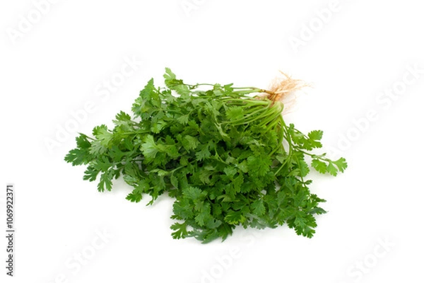 Obraz Coriandrum sativum with roots isolated on white background.Vegetable Spices.