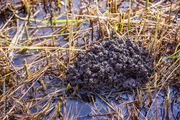 Obraz Traces of Tubifex Worm Habitats