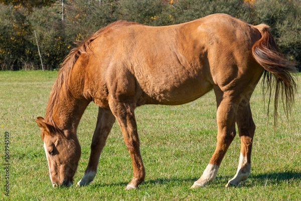 Obraz Single horse grazing on a pasture