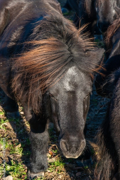 Obraz Detail of Shetland pony on pasture