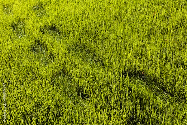 Fototapeta Footprints on the grass