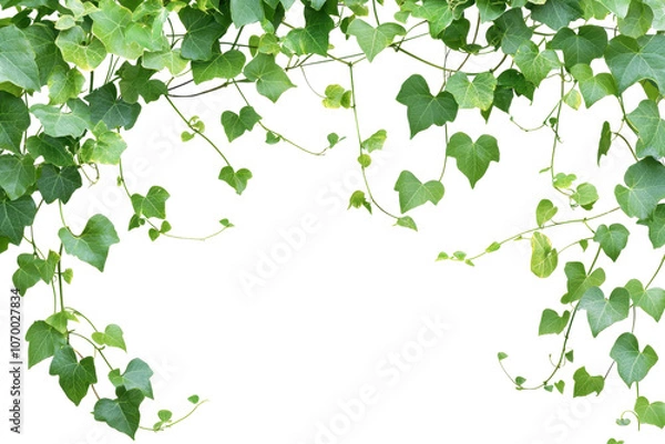 Fototapeta Lush green ivy leaves form a natural arch, creating an intricate and refreshing backdrop perfect for nature, garden, or outdoor-themed designs.