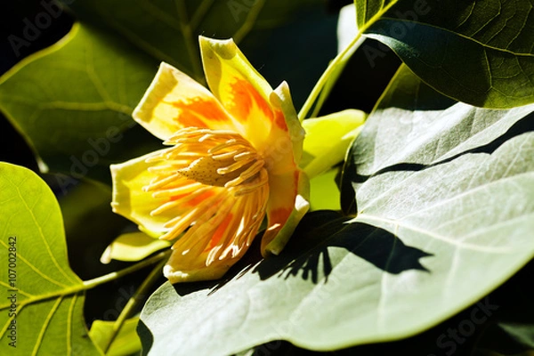 Fototapeta Tulip tree flower