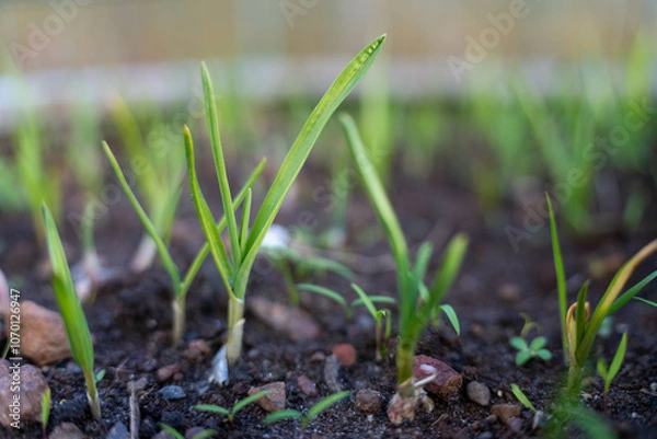 Obraz growing kale, broccoli and leeks in a sustainable regenerative food farm in a field on an agricultural farm in australia