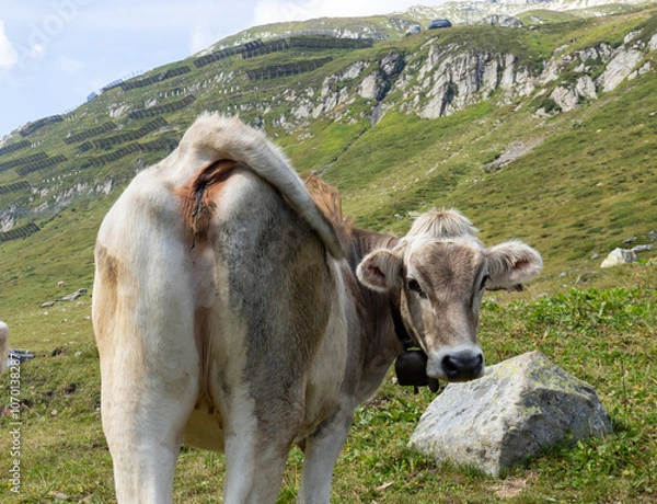 Fototapeta Portrait of a Swiss cow grazing in the mountains on a summer day.