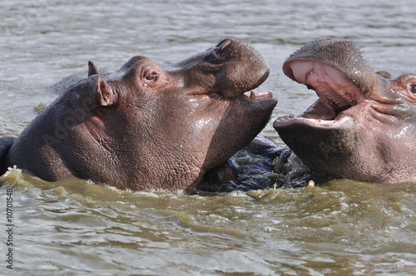 Obraz playing hippopotams