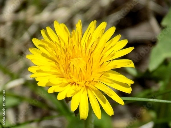 Fototapeta Dandelion