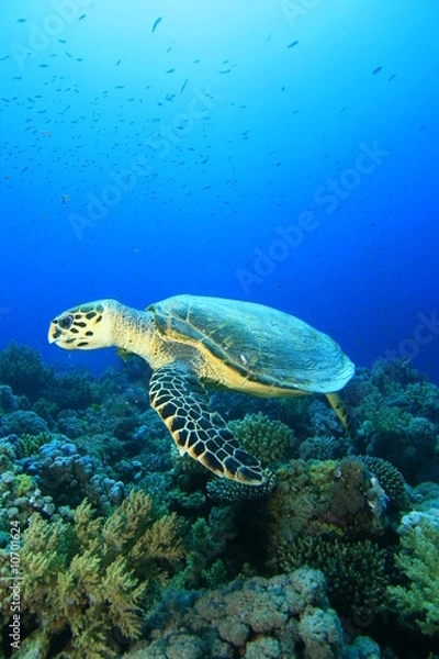 Obraz Hawksbill Turtle