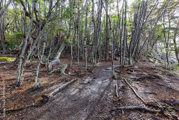 Fototapeta Nice Forest in Tierra del Fuego National Park.