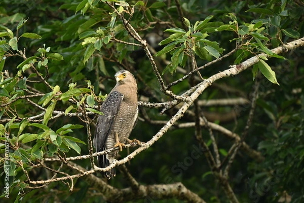 Obraz カンムリワシ