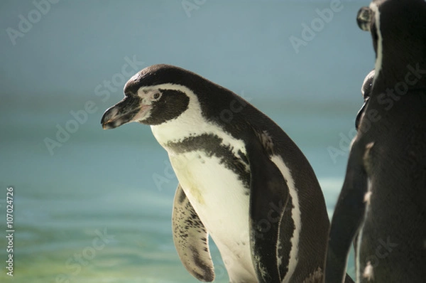 Fototapeta ペンギン