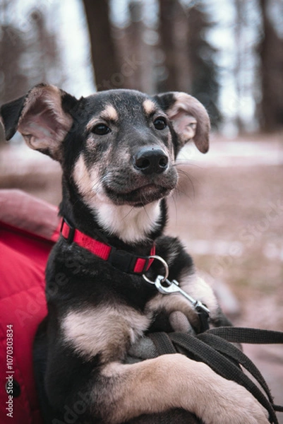 Obraz A happy dog sits in the arms of a volunteer. Black mongrel dog with a red collar on the street. Intimacy between a human and a pet. Loving faithful eyes of a dog