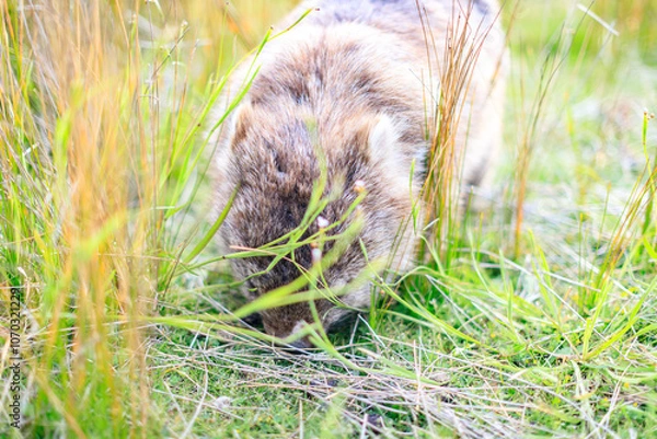 Fototapeta The Gentle Giant: A Close-Up of a Wombat Grazing