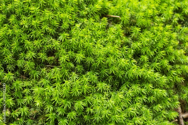 Fototapeta キノコとコケ