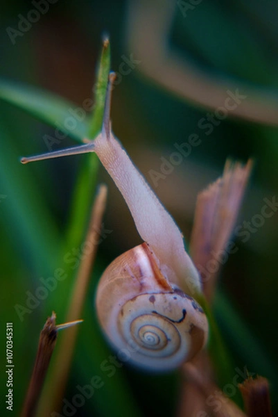 Obraz snail in grass