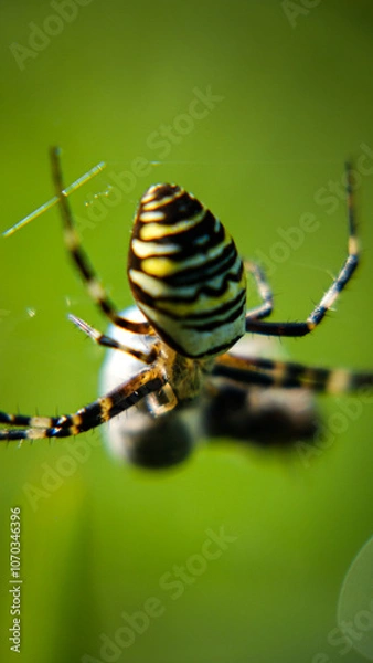 Obraz spider on a web and its victims