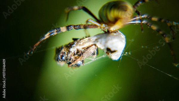 Obraz Spider on a web and its victims