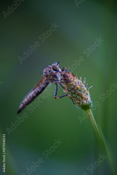 Obraz insect sitting on a plant