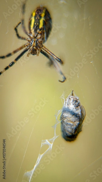 Obraz spider on a web and its victim