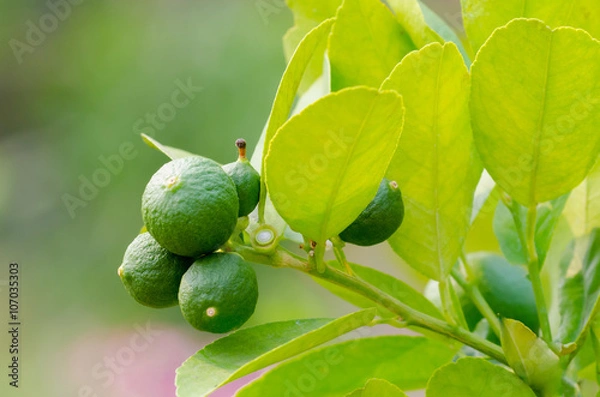 Obraz Branch of lime tree