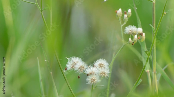 Fototapeta Various dandelions with a blurred background, suitable for use as a graphic resource or desktop wallpaper