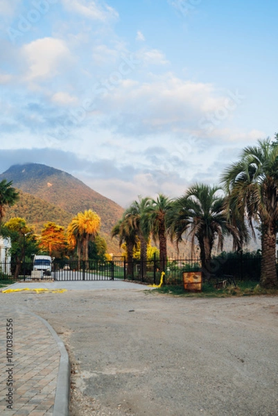 Fototapeta palm trees on the beach