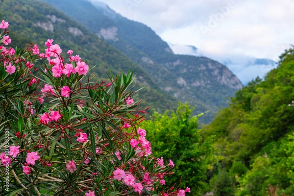 Obraz flowers on the mountain