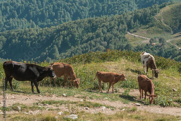 Fototapeta cows in the mountains
