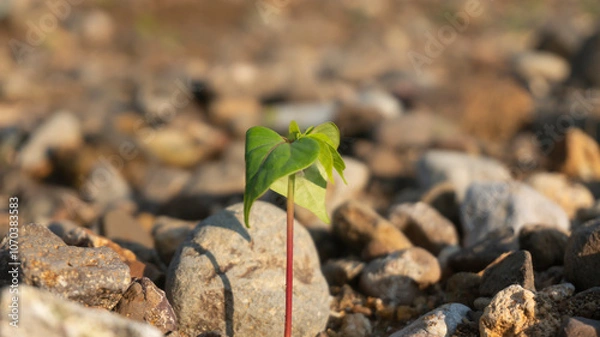 Fototapeta Seeds of tree plants, the embryo of tree plants to produce wood, a source of water and oxygen for the survival of life