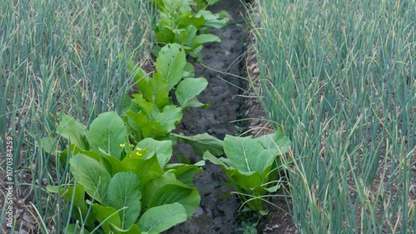 Fototapeta Intercrop shallot and mustard greens, for greater yields as well as pest control