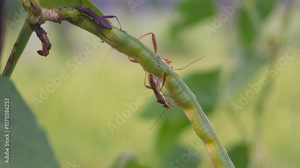 Fototapeta Intimate close-up of two assassin bugs engaging in mating on a vibrant green plant stem, set against a soft-focus natural background, highlighting intricate insect behavior and the delicate balance of