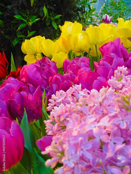 Fototapeta Beautiful tulips and lilac in the greenhouse in spring