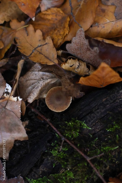 Obraz Autumn forest background with fallen leaves on the ground. Oak leaves. Close-up of fallen leaves, colorful autumn leaves. Асоrns
