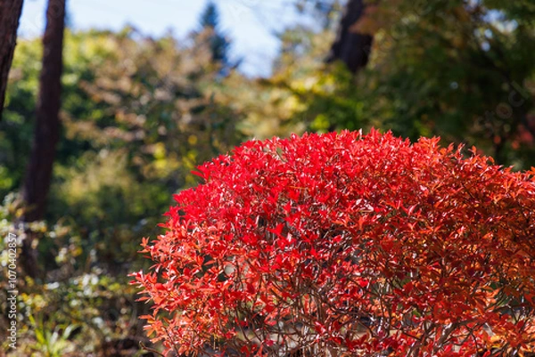 Obraz 陽だまりの紅葉したつつじ