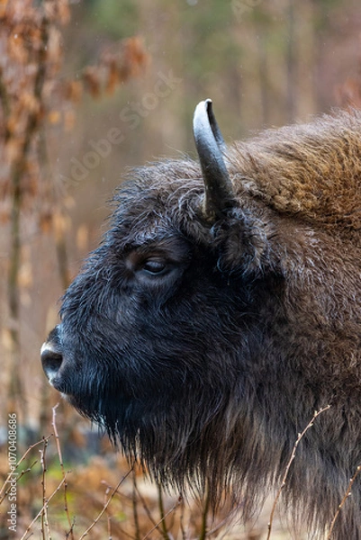 Fototapeta Bison - Bison bonasus. Portrait of a bison close up