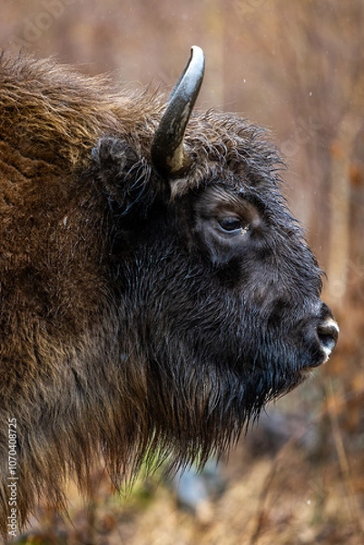 Fototapeta Bison - Bison bonasus. Portrait of a bison close up